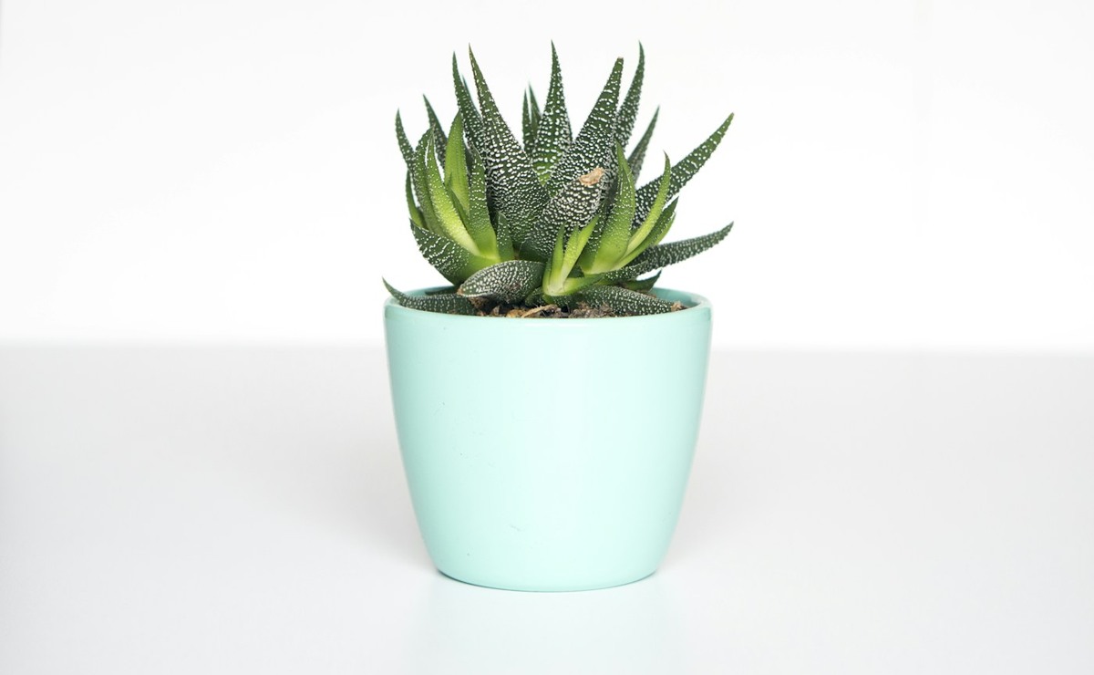 Small green succulent in a mint-coloured pot