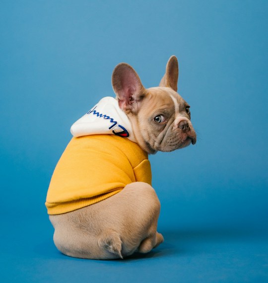 Dog wearing a yellow sweater on blue background