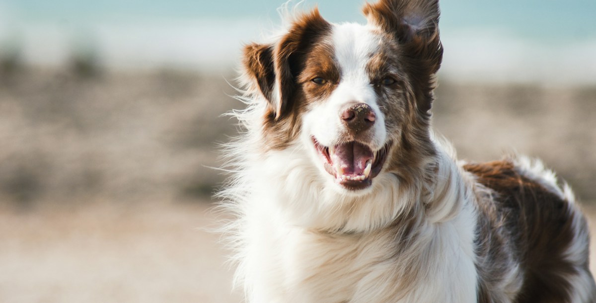 Happy long-haired dog outdoors near the water